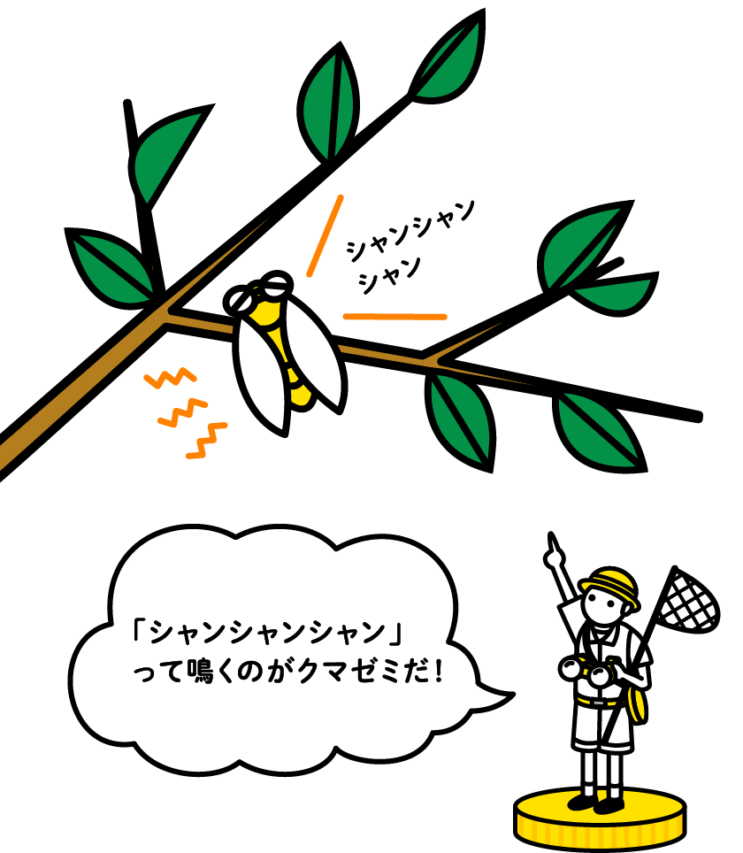 クマゼミのイラスト「シャンシャンシャンって鳴くのがクマゼミだ！」