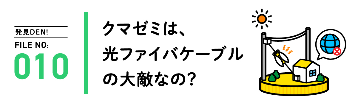 発見DEN! FILE NO:010 クマゼミは、光ファイバケーブルの大敵なの？