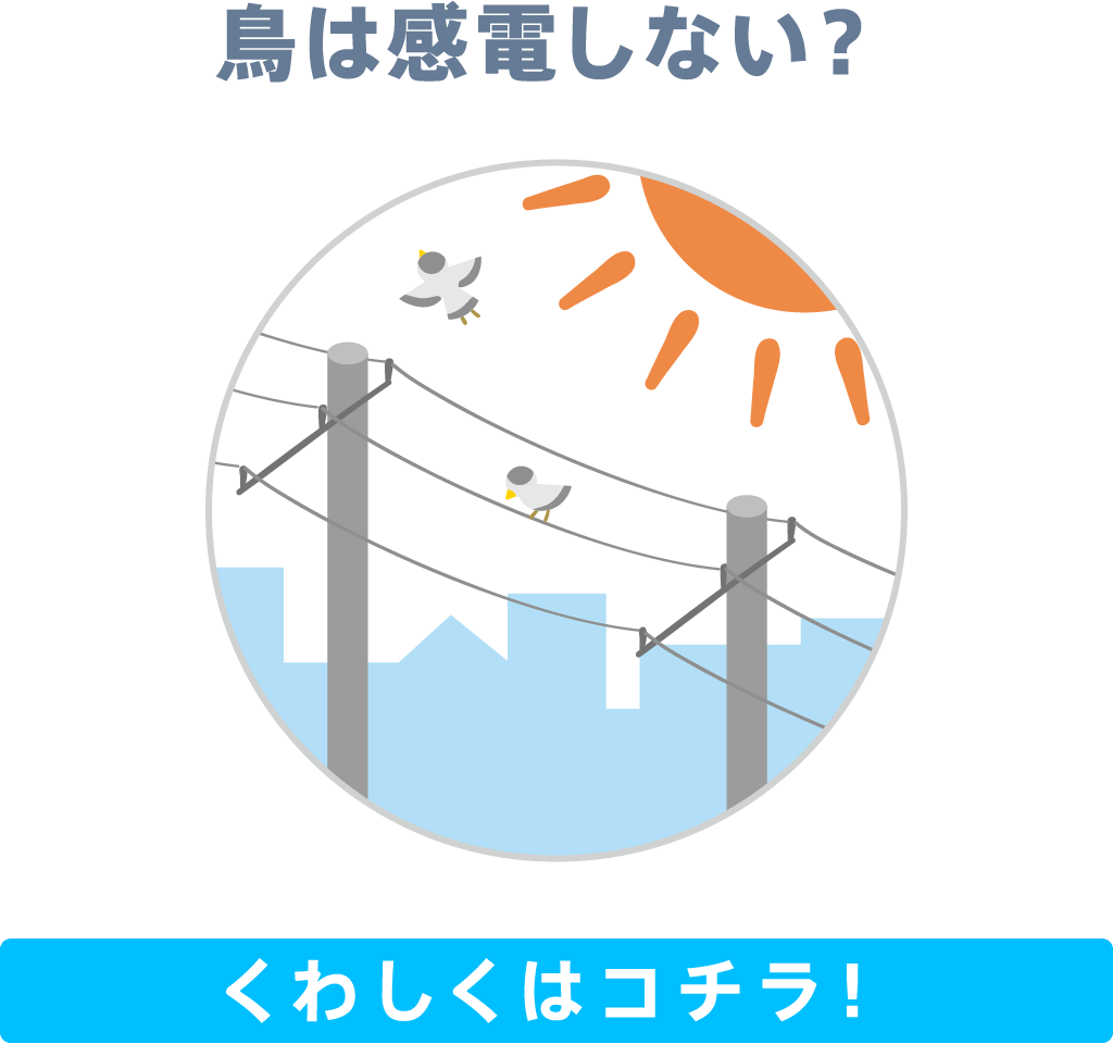 鳥は感電しない？　くわしくはコチラ！